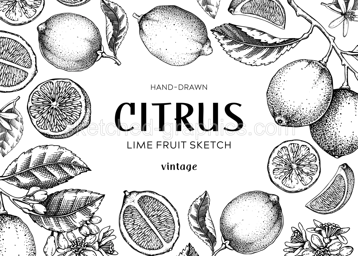Lime fruit frame. Exotic plants design template. Citrus fruit sketches. Summer background. Hand drawn vector illustration. NOT AI generated Illustration